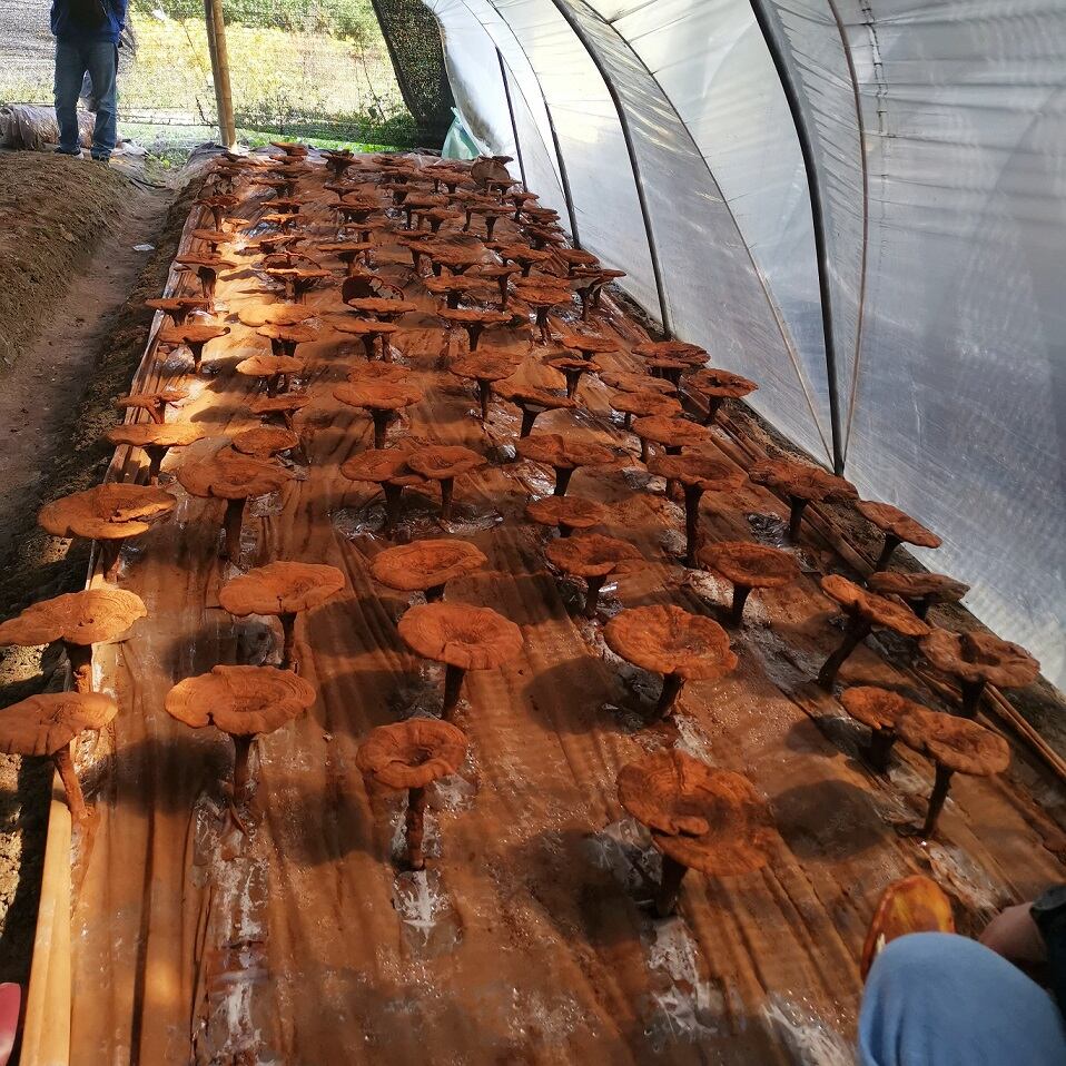 organic-reishi-growing-on-tilia-tuan-linden-logs.jpg