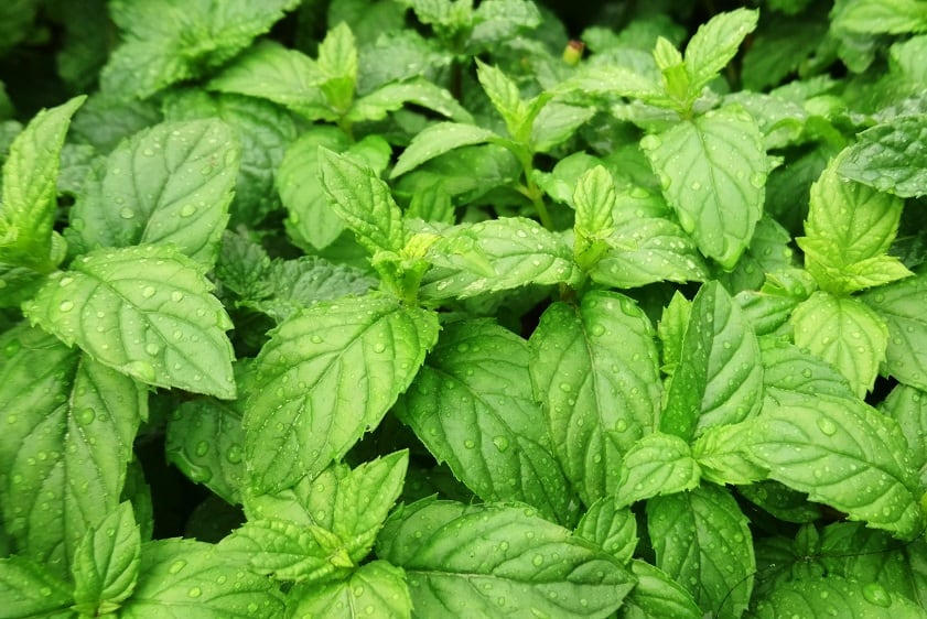 Peppermint essential oil leads the botanicals pack for IBS help: Meta-analysis