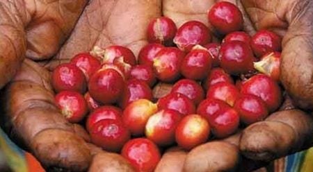Coffee-berries-KonaRed.jpg