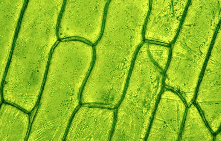 Is plant cell culture technology finally ready for big time? 