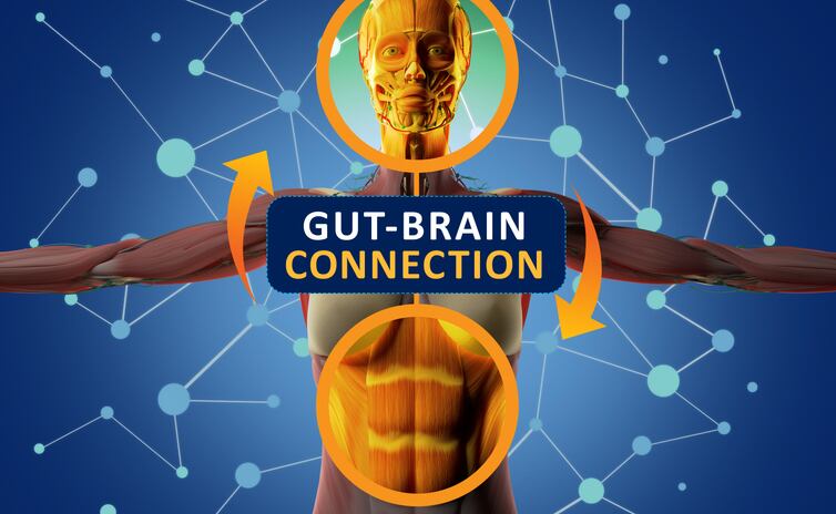 Gut bacteria have direct line to brain: Mouse study