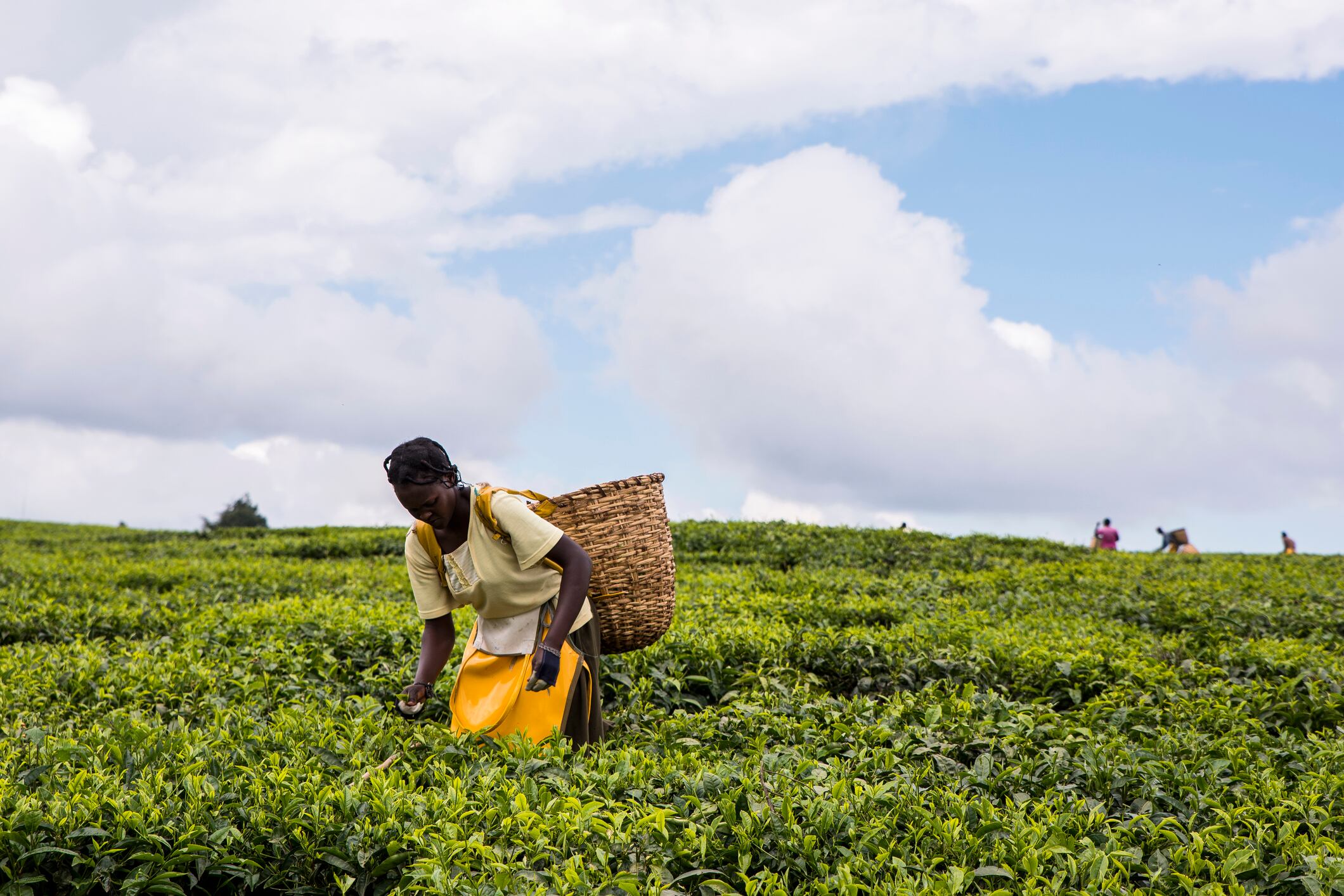 Harvesting-tea-at-an-estate-in-the-Nandi-Hills-Kenya-C-Getty-Images-Jennifer-Watson.jpg