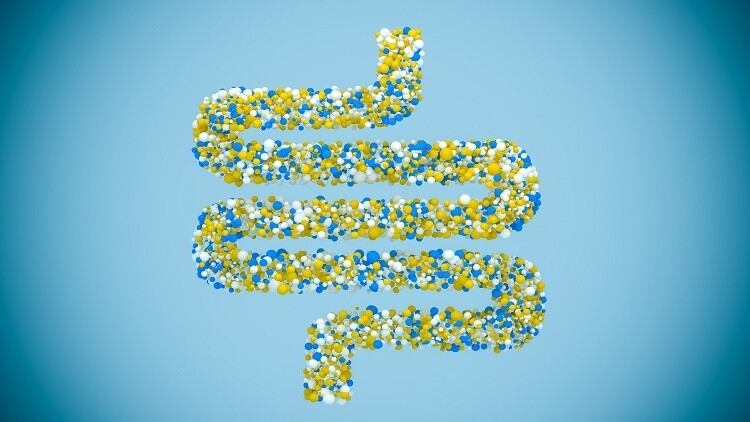 Recovery-associated bacteria: Research highlights potential benefits of Alistipes, Ruminococcus species 