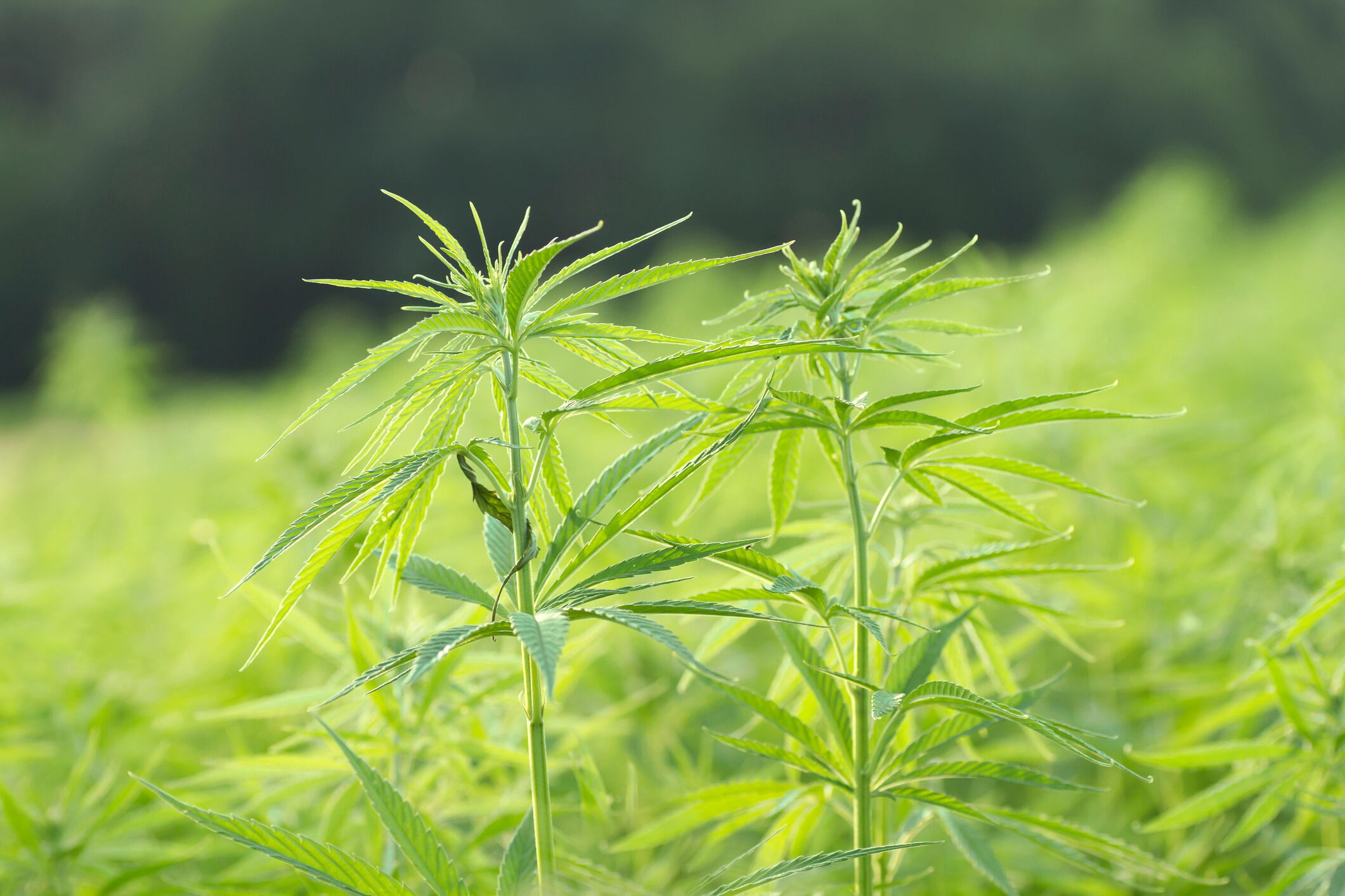 Farm-Bill-becomes-law-but-that-doesn-t-mean-all-CBD-barriers-are-gone-FDA-says.jpg