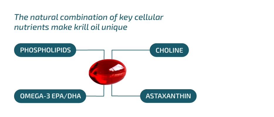 Krill oil nutrients and PL form