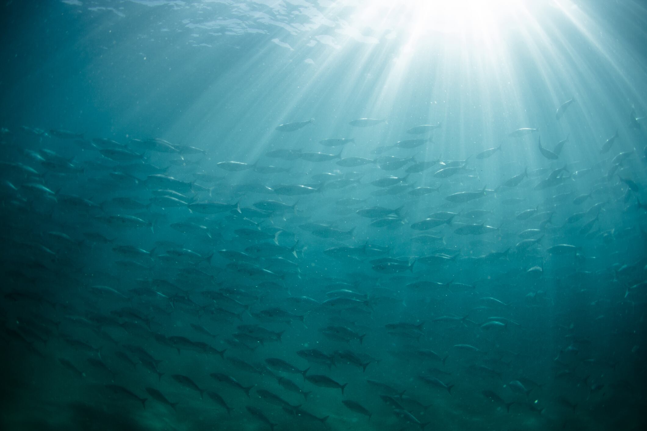 Fish oil production surges early in 2025