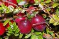 Cranberex, is today’s premium, clinically supported Oregon Cranberry extract