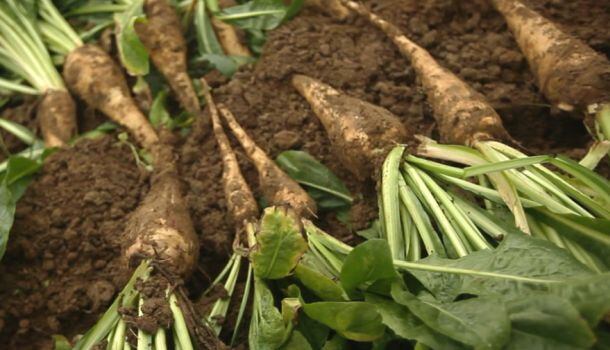 Cargill-chicory-root-fiber.jpg