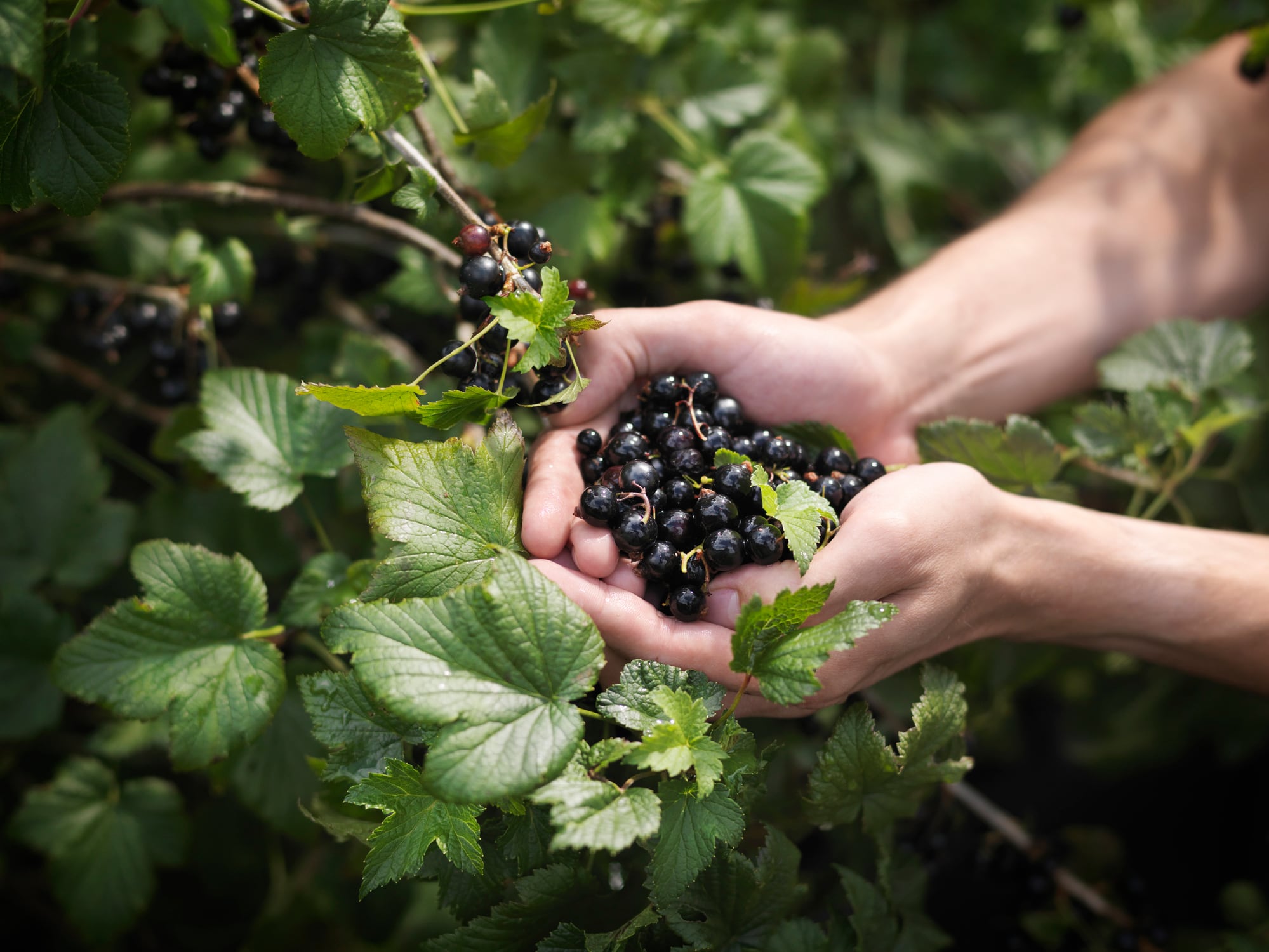 Study-Blackcurrant-extract-improves-exercise-recovery.jpg