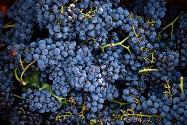 Study-shows-grape-seed-extract-speeds-oxygen-delivery-to-working-muscles.jpg