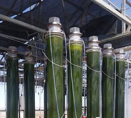 Arizona algae company rounding final bend toward full scale production