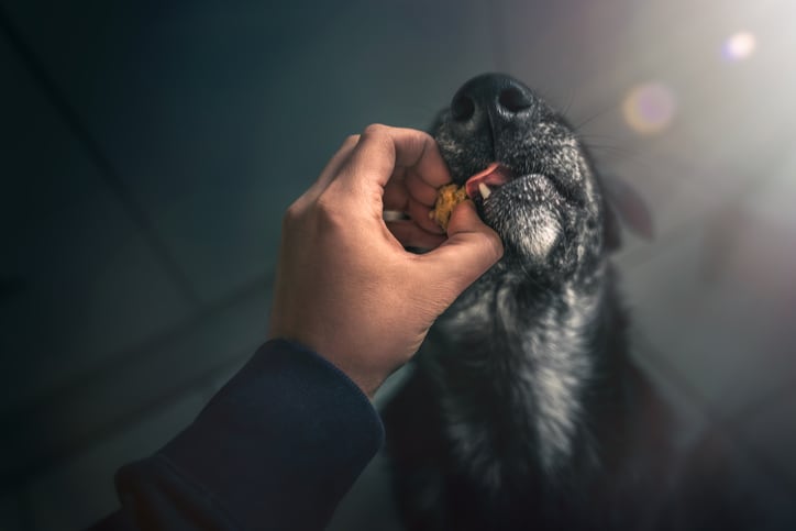 Grain-free dog food: Experts caution against feeding into the fad