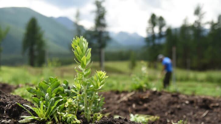 Rhodiolife-receives-Non-GMO-Project-Verified-seal.jpg