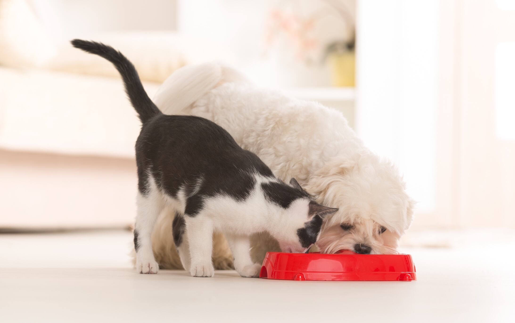Vet who advocates home cooking for pets says supplements play key role in keeping them healthy