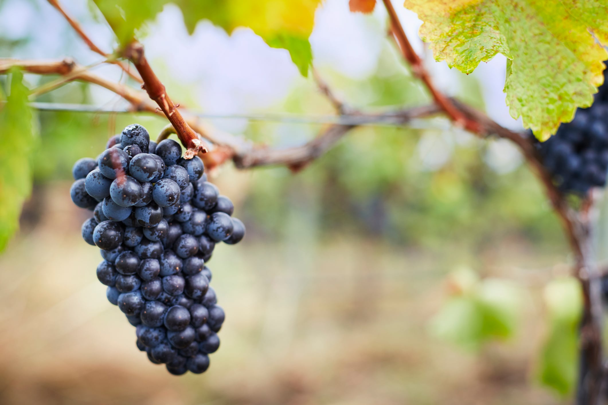 Grape consumption found to influence muscle gene expression in aging mice