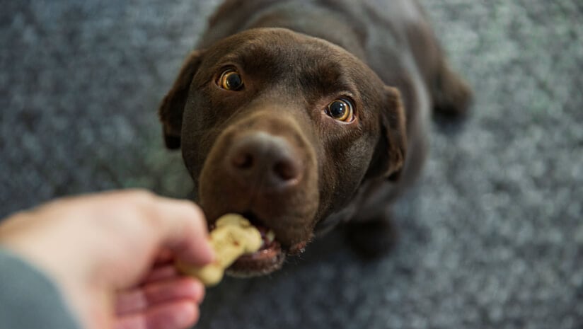 iHerb answers demand for pet supplement products