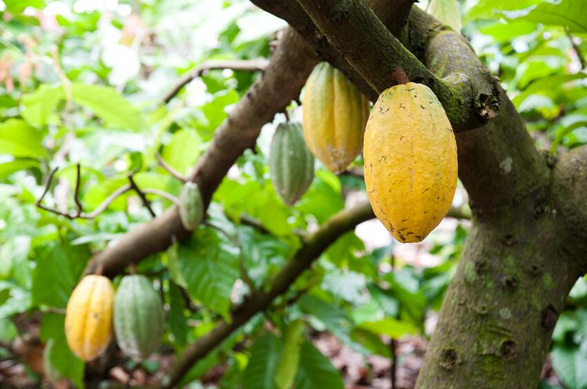 Consultation process contributes to new 2019 EU novel food regulation 