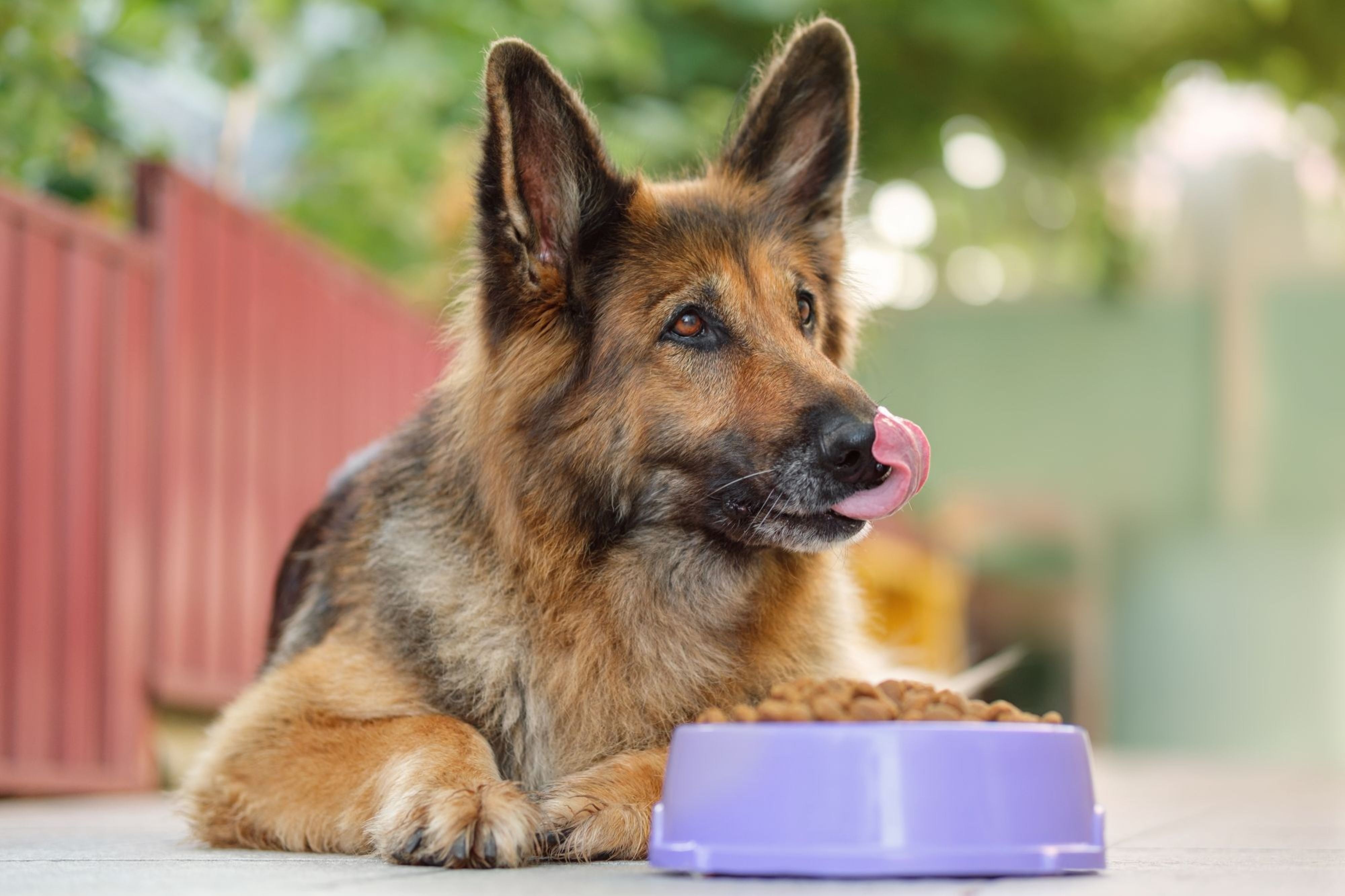 NutriLeads and dsm-firmenich study suggests prebiotic health benefits in dogs 