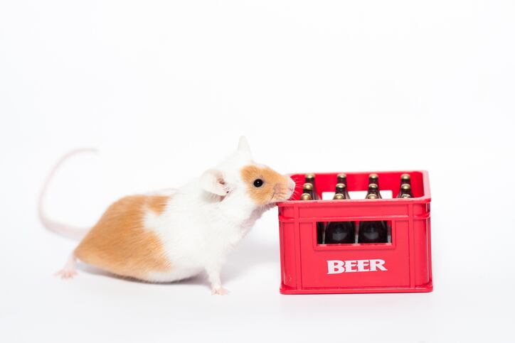 Probiotics alleviate alcoholic liver injury: Study