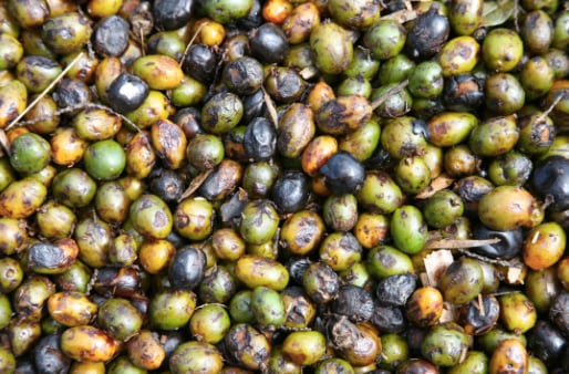 Market continues to grow for prostate health products