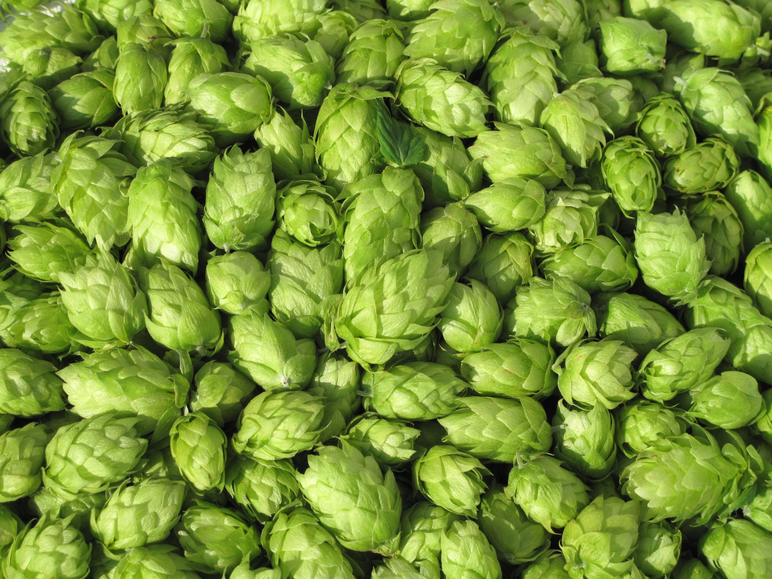 Hop-extracts-may-boost-cognition-and-mood-in-health-older-people-Kirin-study.jpg