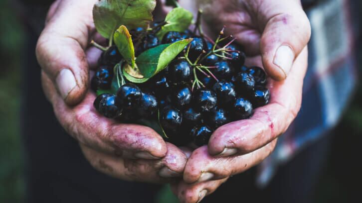 Aronia plus bee pollen may provide benefits for athletes