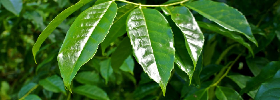Guayusa-gwhy-you-sah-the-Next-Generation-of-Caffeine.jpg