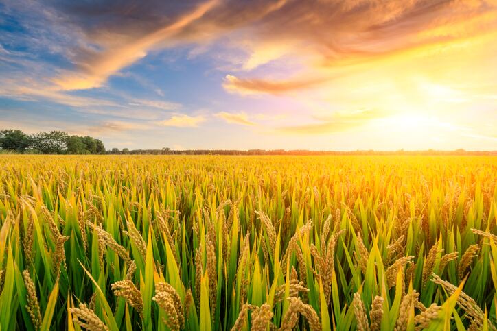 RiceBran Technologies refocusing on excipients, other specialty items
