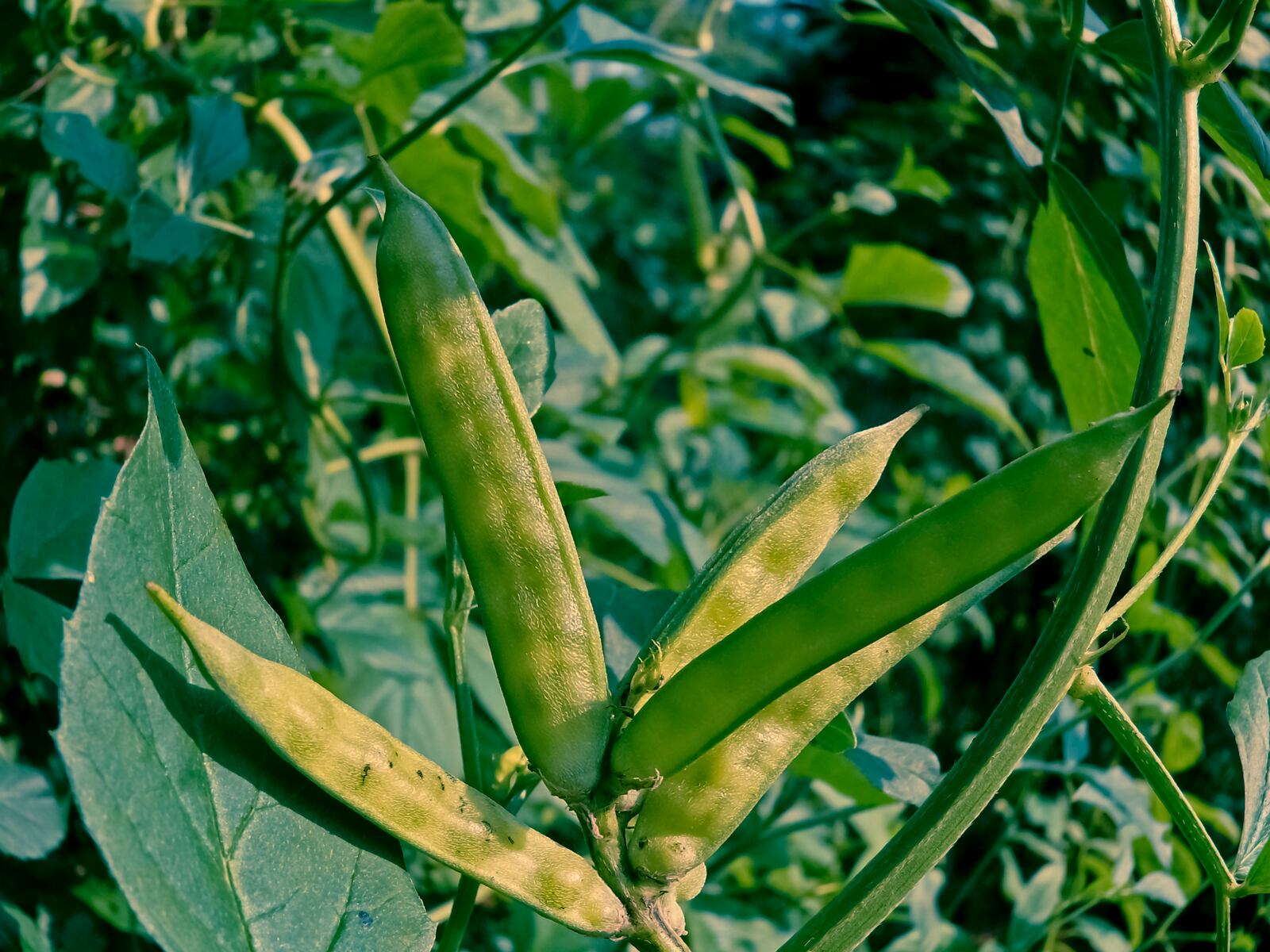 Guar-Cyamopsis-tetragonolobus-L-C-iStockPhoto-yogesh_more.jpg