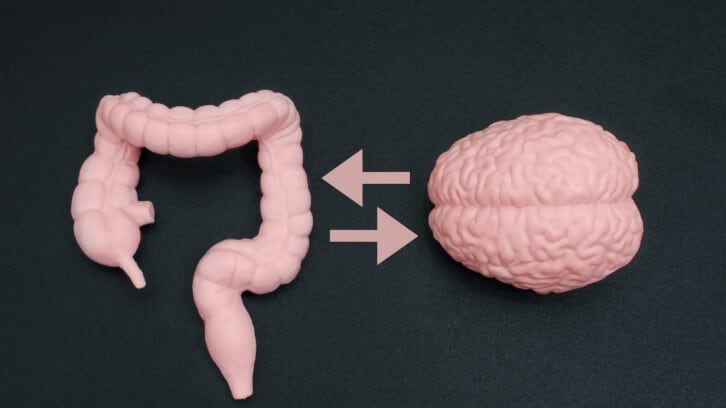 Review-links-gut-brain-axis-to-sleep-metabolic-syndrome.jpg