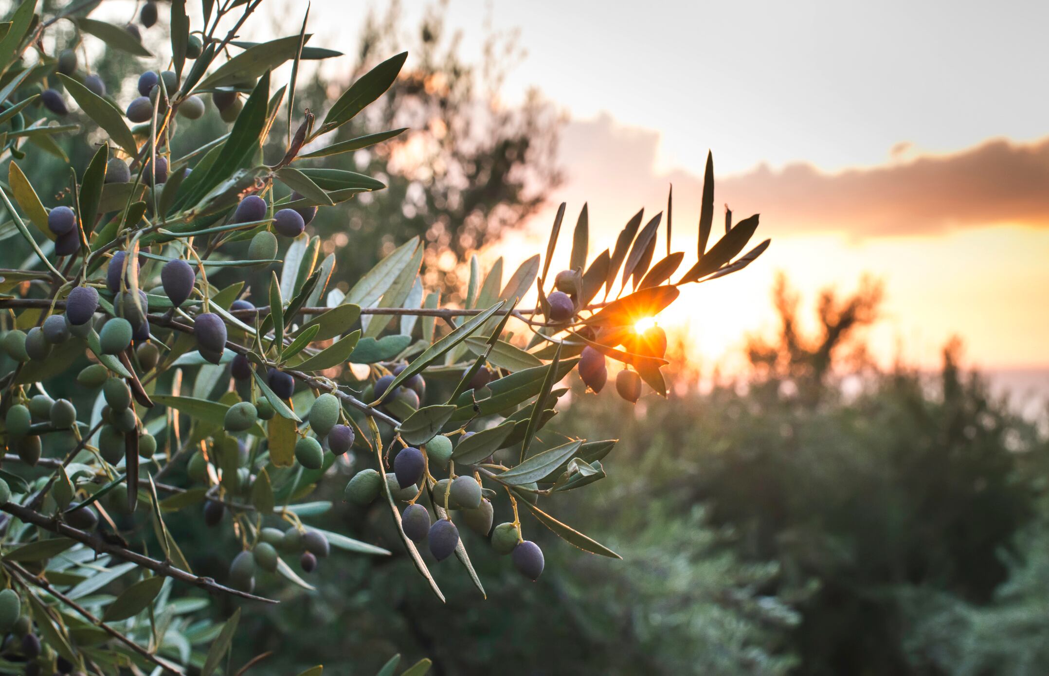 Natac Group doubles ingredient capacity with new factory