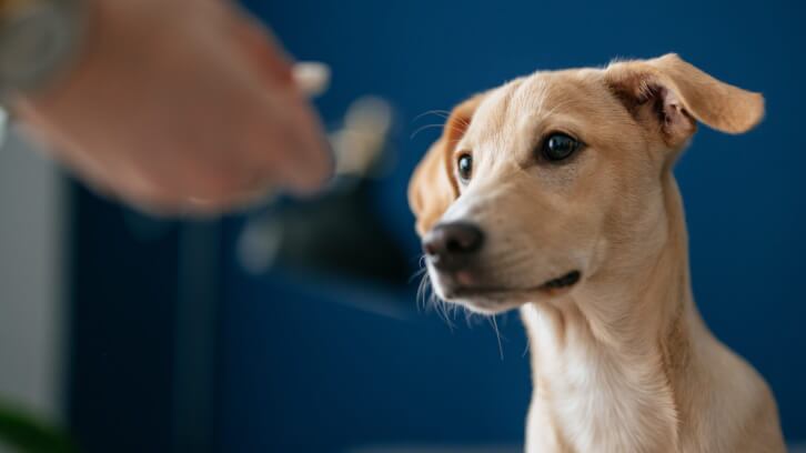 Attorneys-on-animal-supplements-What-s-in-a-good-claim.jpg