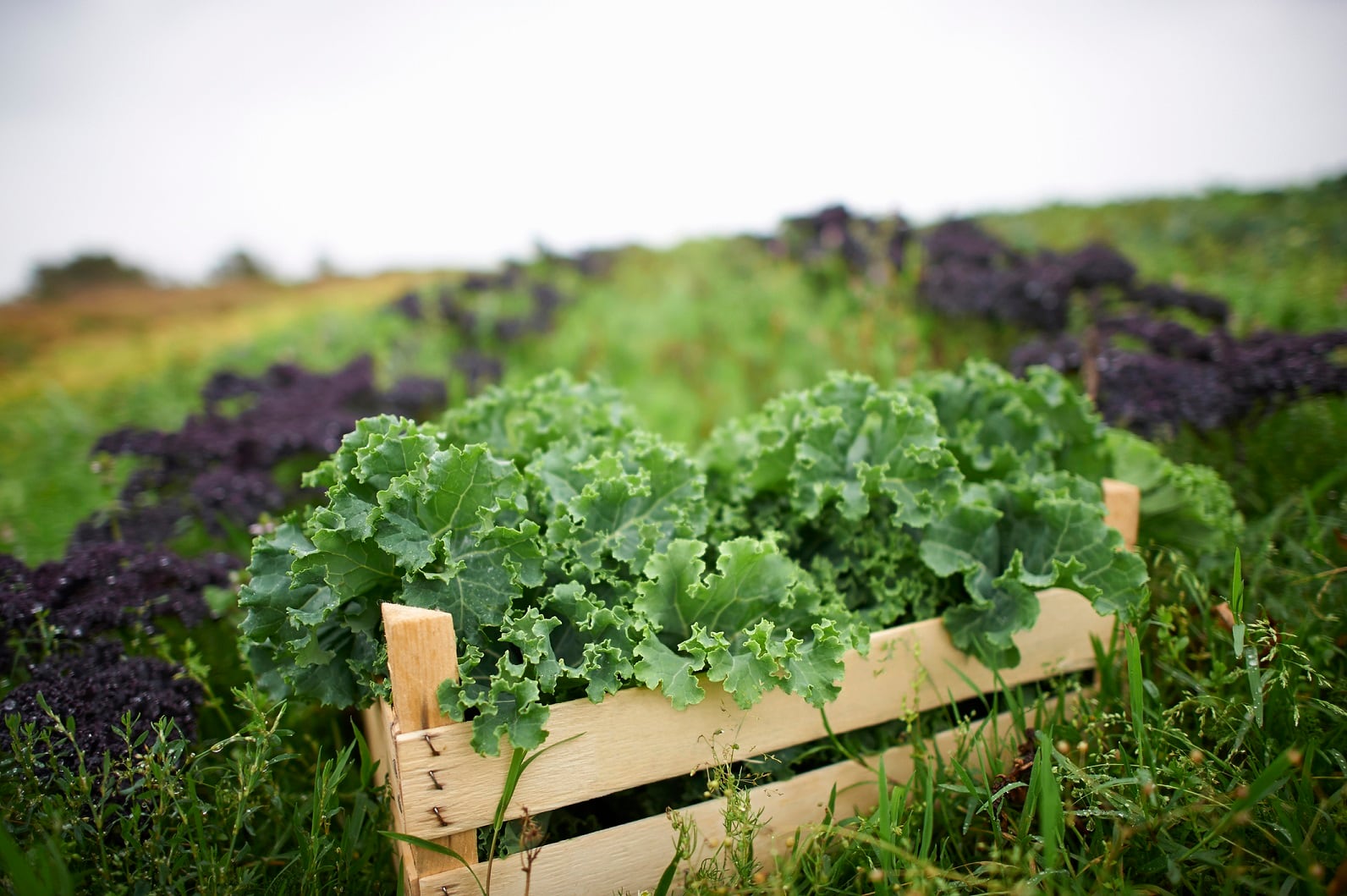 Conagen develops kaempferol fermentation production