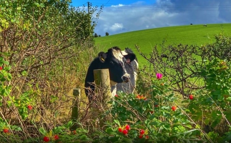 A casein point: Method to ‘drive innovation’ by blending cow's milk with plant protein