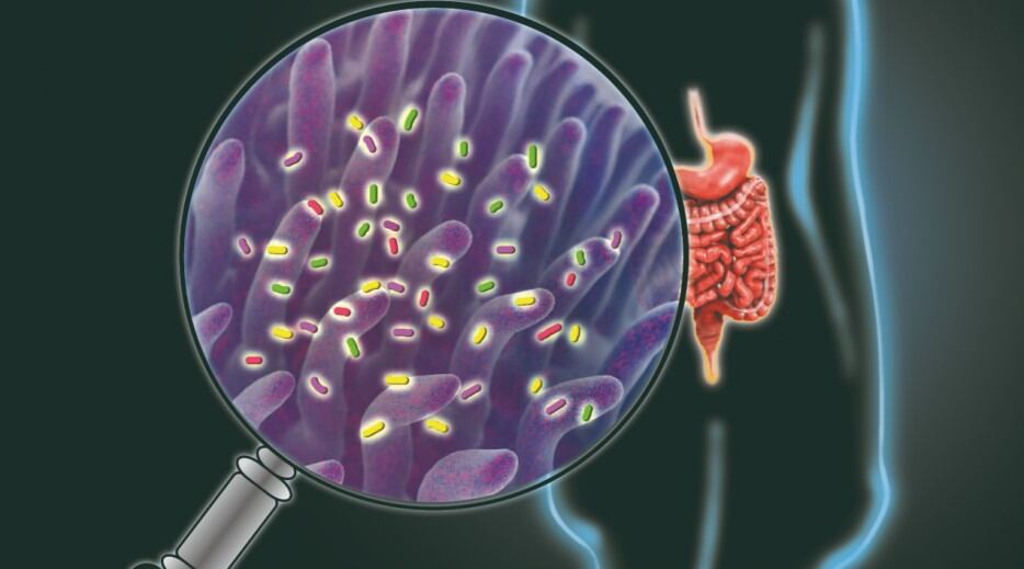 Bioluminescent imaging capsule proves effective in capturing probiotic and prebiotic efficacy 