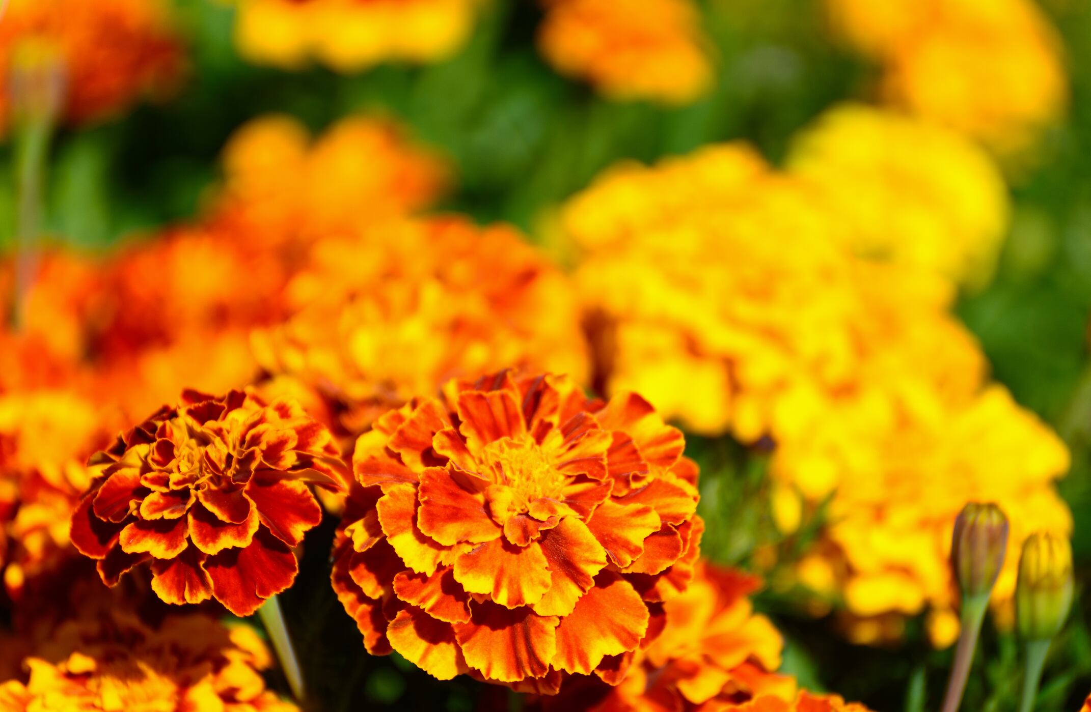 RCT supports bioavailability of lutein from novel water-soluble formulation