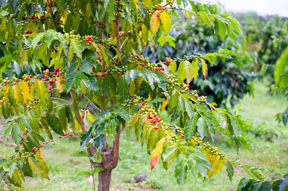 Coffee-KONA-C-Getty-Images-janaph.jpg