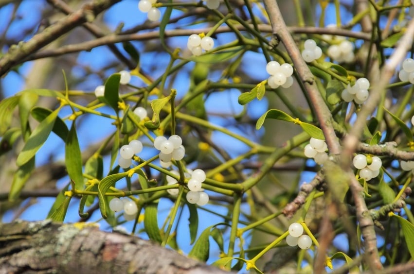 Mistletoe-C-iStockPhoto-LianeM.jpg