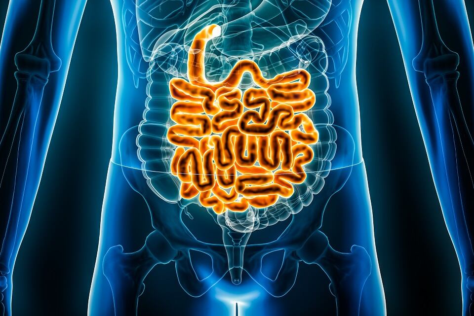 Biotin deficiencies linked to gut inflammation and IBD, study suggests
