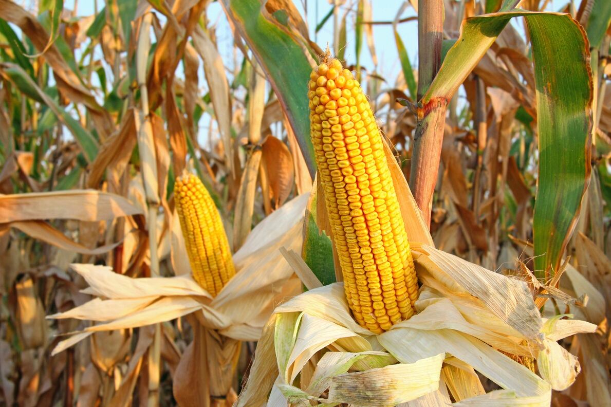 corn.jpg