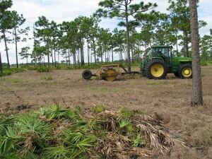 saw_palmetto_after.jpg