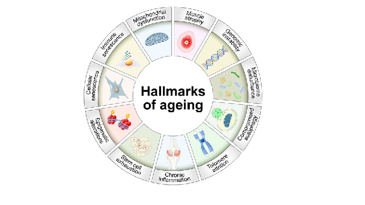 dsm-firmenich launches three-step pack to tackle cellular senescence 