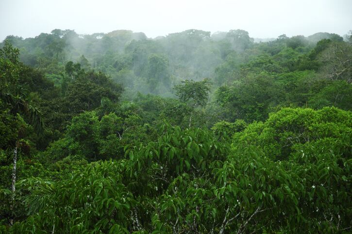PLT earns carbon neutral status via support for Amazon deforestation project