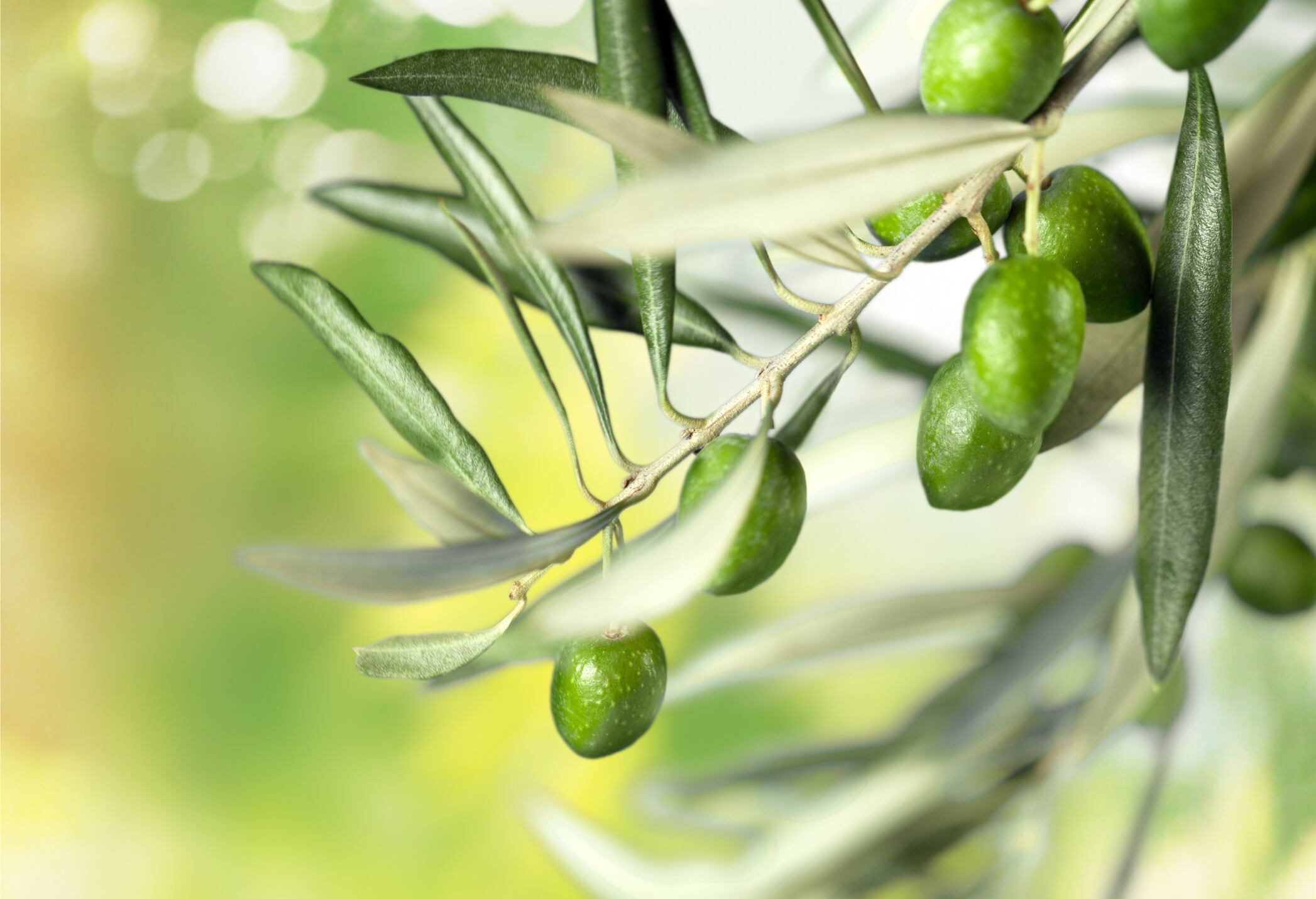 Conagen scales up hydroxytyrosol fermentation production