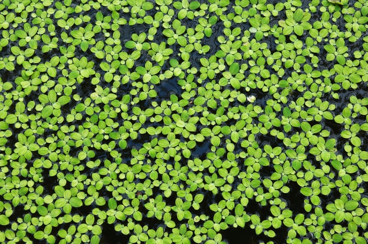 New duckweed protein firm signs development deal