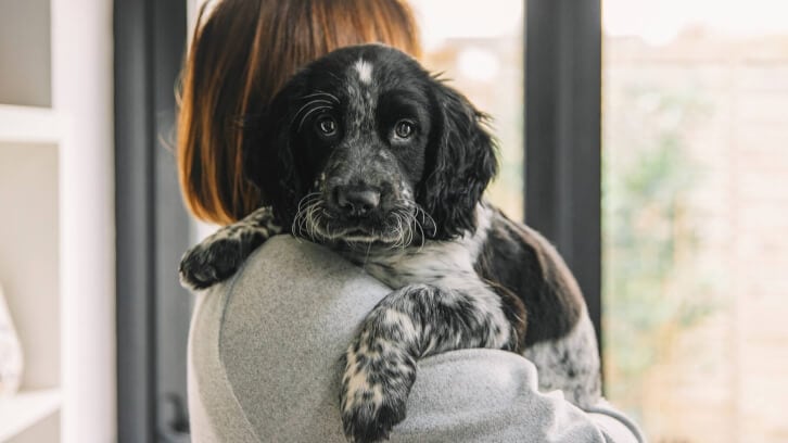 Q&A: National Animal Supplement Council president talks state of pet biotics