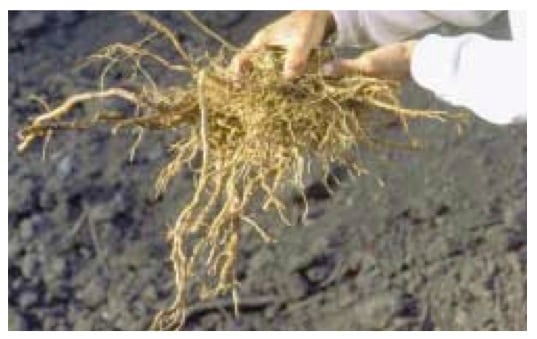 roots-photo.jpg