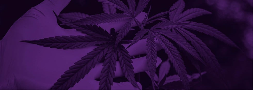 CBD-Market-Strategies-Best-Practices-for-Suppliers-Brands-and-Marketing-Teams.jpg