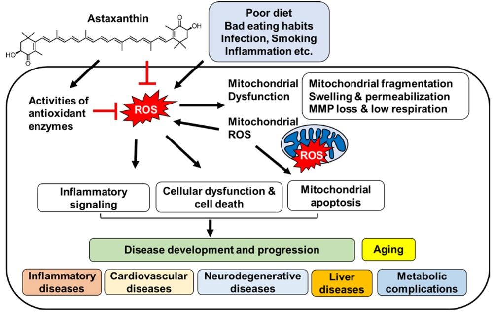 Astaxanthin-Nutrients-10-01137-g001.jpg