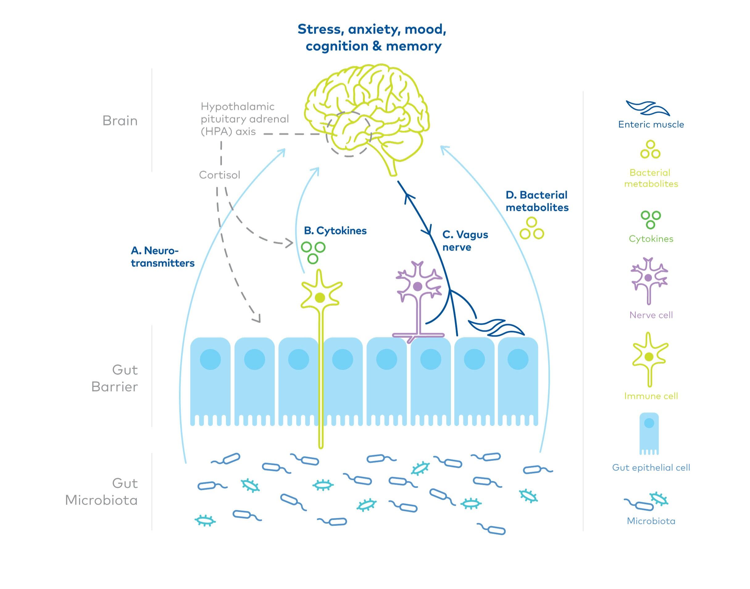 Figure-1-NZMP_Microbiota_gut_brain_illustration_v4-Abb-version-Large.jpg